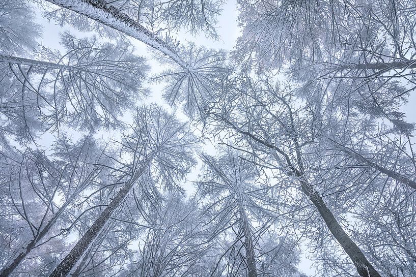 Ne regardez pas en l'air ! par Olha Rohulya