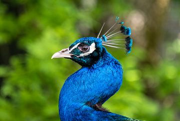 Peacock by Lisa Dumon