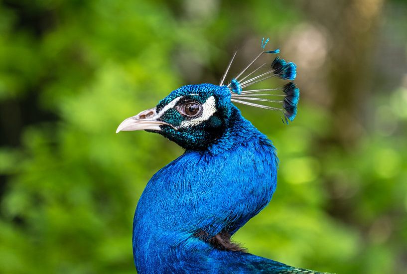 Pfau von Lisa Dumon