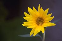Zonnebloem
