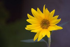 Sunflower by VenPhoto