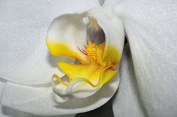Orchideeënbloem van Philipp Klassen