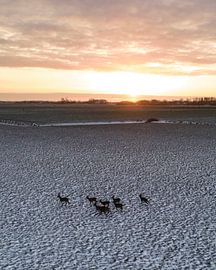 A group of roe deer running through the snow at sunset in the Netherlands by Ewold Kooistra