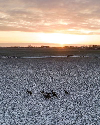 Groep reeën rennend door sneeuw bij zonsondergang in Nederland van Ewold Kooistra