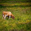 Grazing Cow by FotoGraaG Hanneke