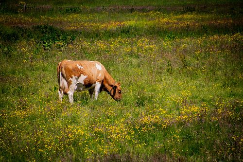 Weidende Kuh von FotoGraaG Hanneke