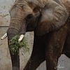 Elefant von Iwona Sdunek alias ANOWI
