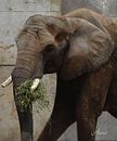 Elefant par Iwona Sdunek alias ANOWI Aperçu