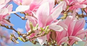 Endlich Frühling! von Andreas Kilian