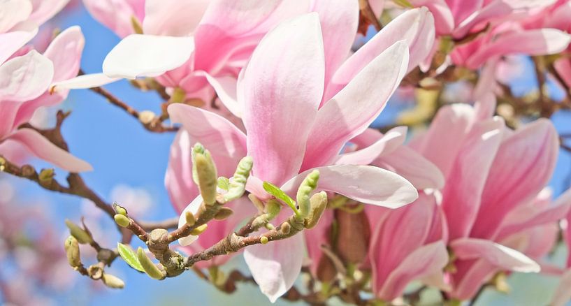 Spring at last! by Andreas Kilian