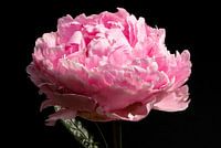 pivoine