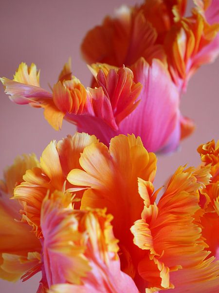 FARBEXPLOSION BLUMENPOWER PAPAGEI TULPENBLÜTE RAISA von raisa haveman