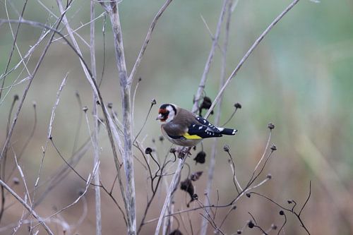Puttertje in de herfst
