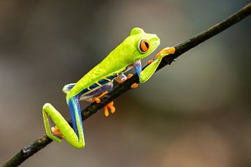 Red-eyed frog by Rob Kempers