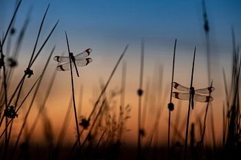 Gebundene Heideknoten in der blauen Stunde