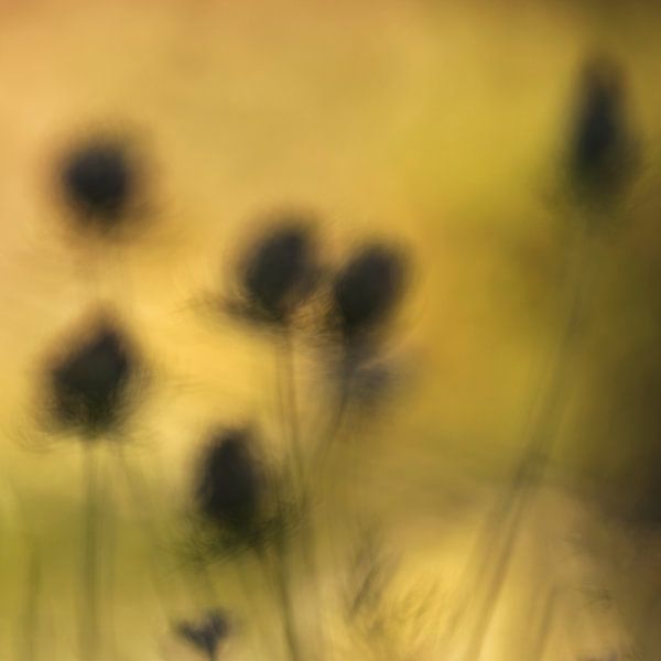 Ombres de l'ivraie de la flûte usée par Anouschka Hendriks