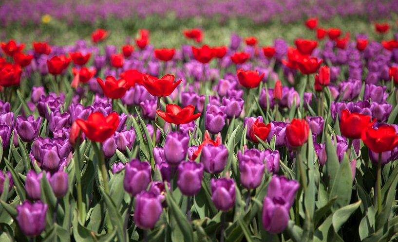 Rode en paarse tulpen von Gerard Burgstede