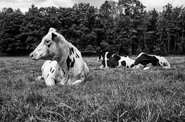 Grazers in de wei - Zwart-Wit Landschap van Ruud Verhoosel