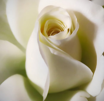 Witte Roos | Bloemen Kunst