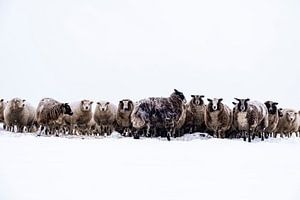 Gruppe von Schafen stehen in einer verschneiten Wiese im Winter
