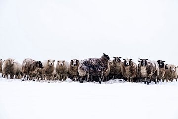 Groep schapen in een besneeuwde weide in de winter van Sjoerd van der Wal