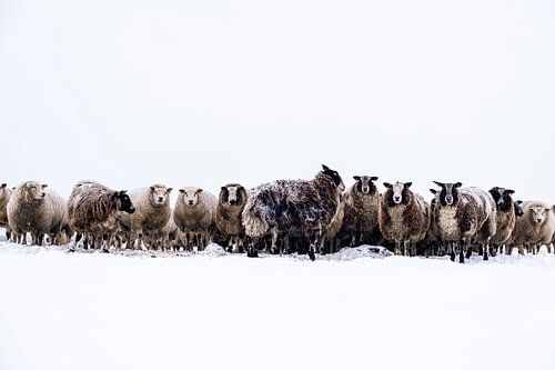 Groep schapen in een besneeuwde weide in de winter