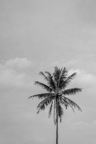 Zwart wit palmboom op Bali