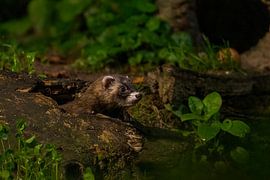 Iltis im Wald