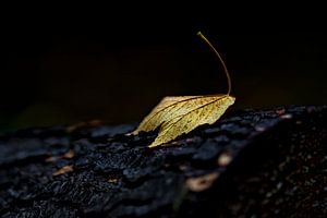 Herbstblatt auf Baumstumpf