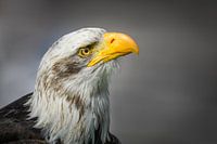 Portrait Weißkopfseeadler