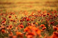 Coquelicots - rouge nuit