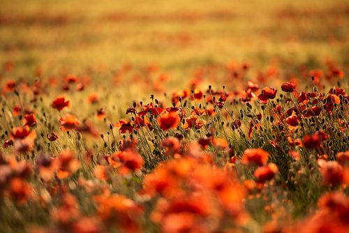 Mohnblumen - Abendrot