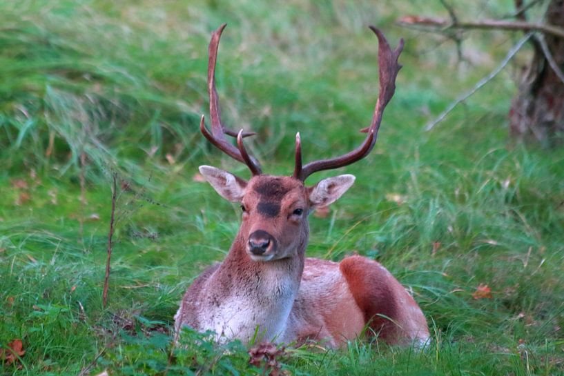 &quot;Portrait of fallow deer. by Capture the Moment 010