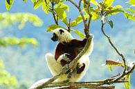 Coquerel's Sifaka-Lemur auf Madagaskar von Marieke Funke Miniaturansicht