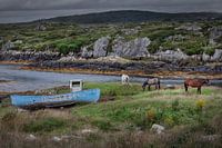 Horses and shipwreck in desolate landscape Ireland