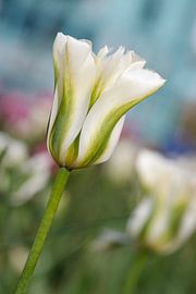 Witte Tulp van Inge Schepers
