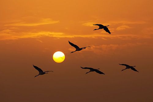 Kraanvogels tijdens zonsondergang in de herfst