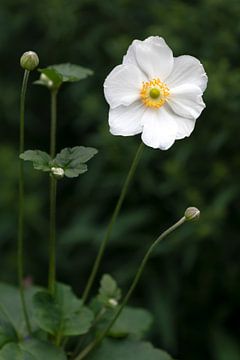 Fleur blanche sur Evelyne Renske