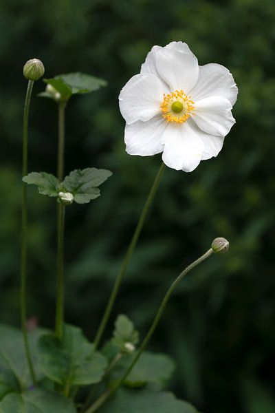 Witte bloem van Evelyne Renske