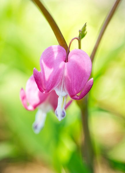 Aziatische bloedend hart bloem verticaal van Iris Holzer Richardson