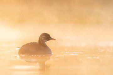 Grèbe castagneux dans le brouillard au lever du soleil sur Sven Scraeyen