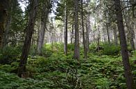 Redwood forrest canada by Marcel Schouten thumbnail