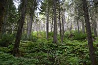 Redwood forrest canada