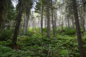 Redwood forrest canada