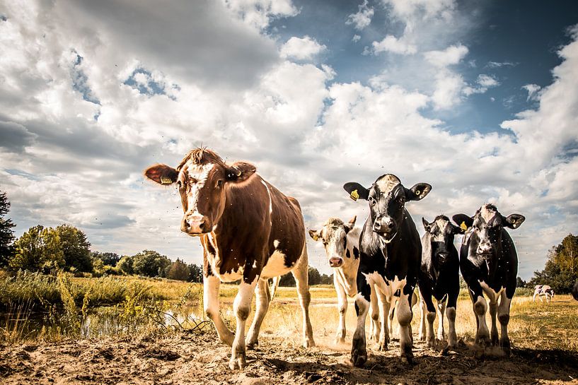 Cows on the waterfront by Cynthia Verbruggen