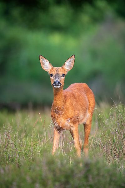 Rehziege von Andy van der Steen - Fotografie