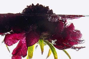 Scabiosa in Eis 1