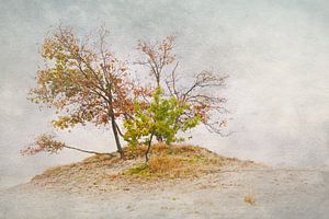 Dune landscape in high key