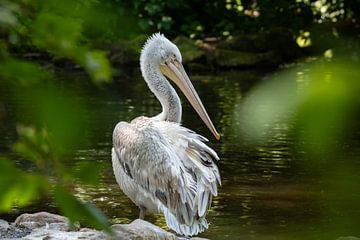 Pelican in the water by Chihong