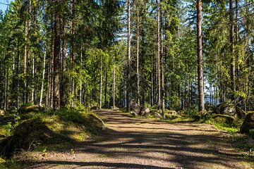Zonnig bospad in Finland van Anja B. Schäfer